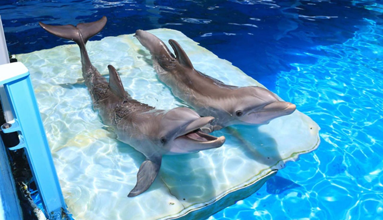 img_hero_dolphins.jpg